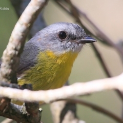 Eopsaltria australis (Eastern Yellow Robin) at Mollymook Beach, NSW - 2 Mar 2016 by Charles Dove