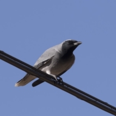 Coracina novaehollandiae (Black-faced Cuckooshrike) at Farrer, ACT - 14 Jun 2018 by AlisonMilton