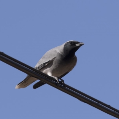 Coracina novaehollandiae (Black-faced Cuckooshrike) at Farrer Ridge - 14 Jun 2018 by Alison Milton