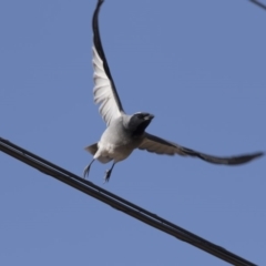 Coracina novaehollandiae at Farrer, ACT - 14 Jun 2018 12:43 PM