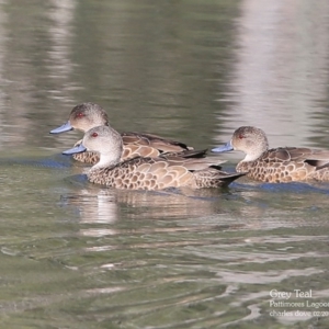 Anas gracilis at Lake Conjola, NSW - 1 Mar 2016 12:00 AM