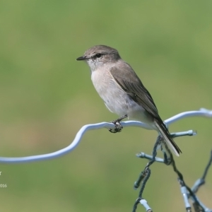 Microeca fascinans at Yatte Yattah, NSW - 4 Mar 2016