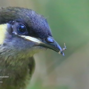 Meliphaga lewinii at Mollymook, NSW - 3 Mar 2016 12:00 AM