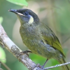 Meliphaga lewinii at Mollymook, NSW - 3 Mar 2016