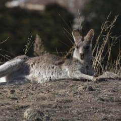 Macropus giganteus (Eastern Grey Kangaroo) at Farrer Ridge - 14 Jun 2018 by Alison Milton