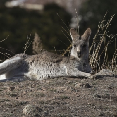 Macropus giganteus (Eastern Grey Kangaroo) at Farrer, ACT - 14 Jun 2018 by AlisonMilton