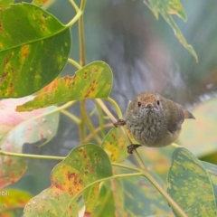 Acanthiza pusilla (Brown Thornbill) at Lake Tabourie, NSW - 30 Jun 2016 by CharlesDove