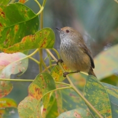 Acanthiza pusilla at Lake Tabourie, NSW - 30 Jun 2016 12:00 AM