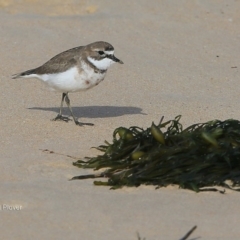 Anarhynchus bicinctus (Double-banded Plover) at Undefined - 29 Jun 2016 by Charles Dove