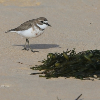 Anarhynchus bicinctus (Double-banded Plover) at Undefined - 29 Jun 2016 by CharlesDove