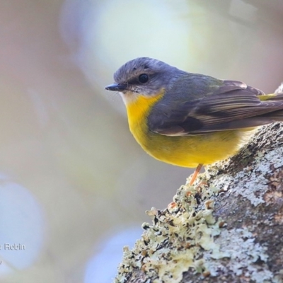 Eopsaltria australis (Eastern Yellow Robin) at Lake Tabourie, NSW - 27 Jun 2016 by Charles Dove