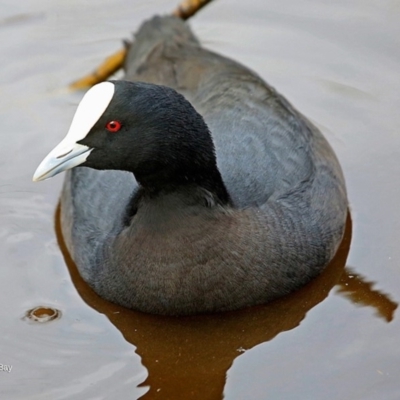 Fulica atra (Eurasian Coot) at Undefined - 28 Jun 2016 by Charles Dove