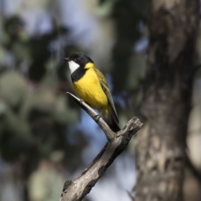 Pachycephala pectoralis (Golden Whistler) at Farrer Ridge - 14 Jun 2018 by Alison Milton