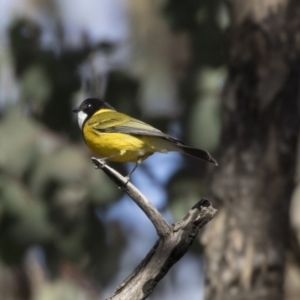 Pachycephala pectoralis at Farrer, ACT - 14 Jun 2018 12:51 PM