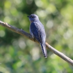 Cacomantis flabelliformis (Fan-tailed Cuckoo) at Milton Rainforest Walking Track - 30 Jun 2016 by CharlesDove