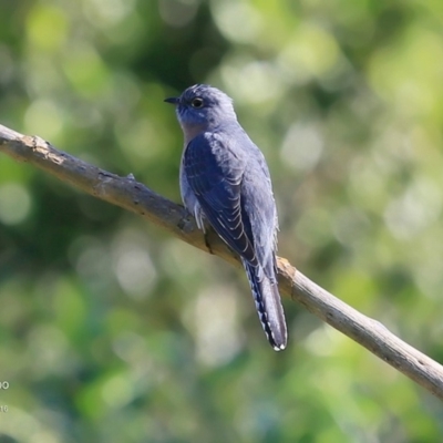 Cacomantis flabelliformis (Fan-tailed Cuckoo) at Milton Rainforest Bushcare - 30 Jun 2016 by CharlesDove