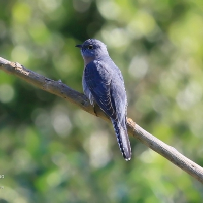 Cacomantis flabelliformis (Fan-tailed Cuckoo) at Milton Rainforest Bushcare - 29 Jun 2016 by Charles Dove