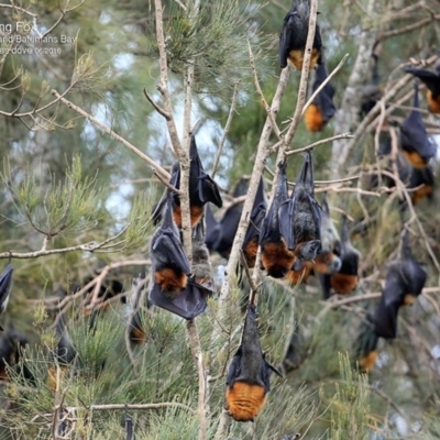 Pteropus poliocephalus (Grey-headed Flying-fox) at Undefined - 29 Jun 2016 by Charles Dove