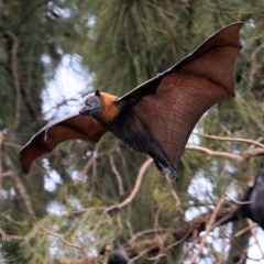 Pteropus poliocephalus at undefined - 30 Jun 2016