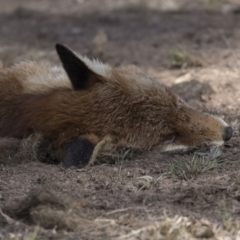 Vulpes vulpes (Red Fox) at Farrer, ACT - 14 Jun 2018 by AlisonMilton