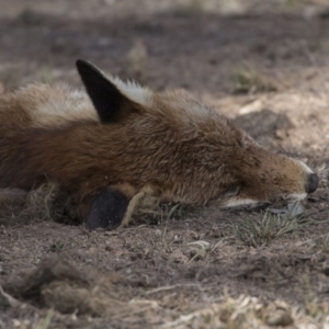 Vulpes vulpes at Farrer, ACT - 14 Jun 2018