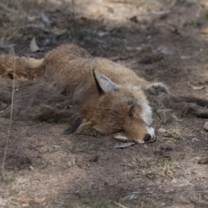 Vulpes vulpes at Farrer, ACT - 14 Jun 2018