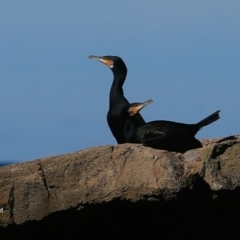 Phalacrocorax carbo (Great Cormorant) at Undefined - 26 Jun 2016 by Charles Dove