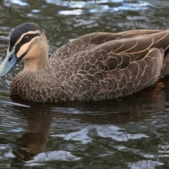 Anas superciliosa (Pacific Black Duck) at Undefined - 29 Jun 2016 by Charles Dove