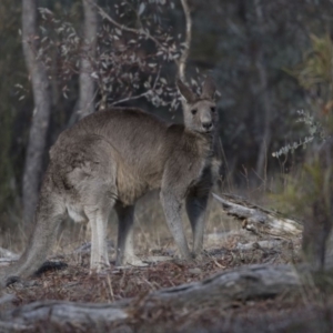 Macropus giganteus at Farrer, ACT - 14 Jun 2018