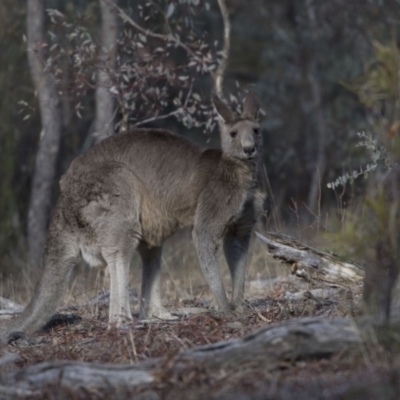Macropus giganteus (Eastern Grey Kangaroo) at Farrer, ACT - 14 Jun 2018 by AlisonMilton