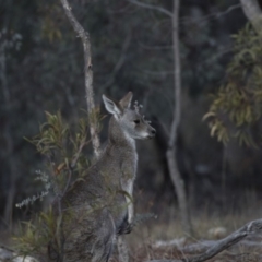 Macropus giganteus at Farrer, ACT - 14 Jun 2018