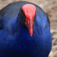 Porphyrio melanotus (Australasian Swamphen) at Undefined - 30 Jun 2016 by CharlesDove