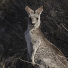 Macropus giganteus (Eastern Grey Kangaroo) at Farrer, ACT - 14 Jun 2018 by AlisonMilton