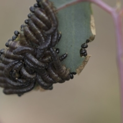 Perginae sp. (subfamily) (Unidentified pergine sawfly) at Hall, ACT - 13 Jun 2018 by AlisonMilton