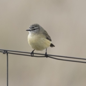 Acanthiza chrysorrhoa at Nicholls, ACT - 13 Jun 2018 01:22 PM