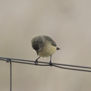 Acanthiza chrysorrhoa at Nicholls, ACT - 13 Jun 2018 01:22 PM