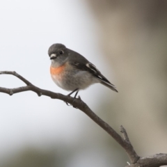 Petroica boodang (Scarlet Robin) at Nicholls, ACT - 13 Jun 2018 by Alison Milton