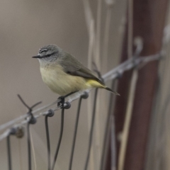 Acanthiza chrysorrhoa (Yellow-rumped Thornbill) at Nicholls, ACT - 13 Jun 2018 by Alison Milton