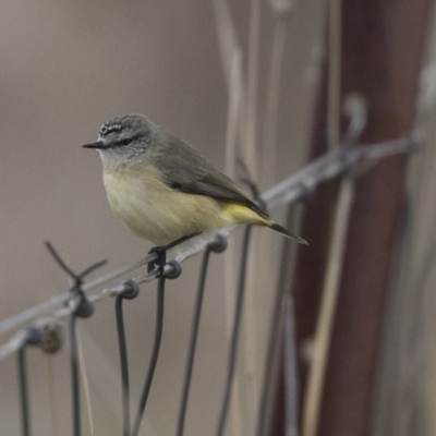 Acanthiza chrysorrhoa (Yellow-rumped Thornbill) at Nicholls, ACT - 13 Jun 2018 by AlisonMilton
