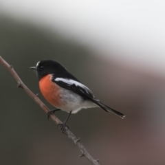 Petroica boodang (Scarlet Robin) at Nicholls, ACT - 13 Jun 2018 by AlisonMilton