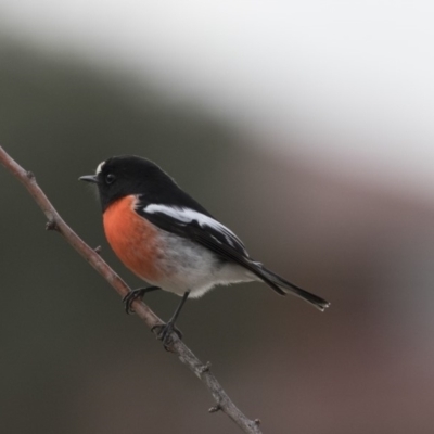 Petroica boodang (Scarlet Robin) at Nicholls, ACT - 13 Jun 2018 by AlisonMilton