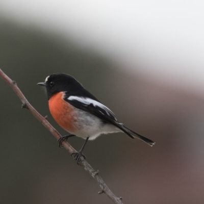 Petroica boodang (Scarlet Robin) at Harcourt Hill - 13 Jun 2018 by Alison Milton