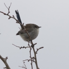 Malurus cyaneus (Superb Fairywren) at Nicholls, ACT - 13 Jun 2018 by AlisonMilton