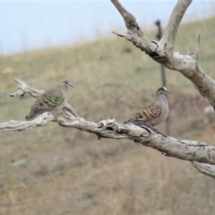 Phaps chalcoptera (Common Bronzewing) at Stromlo, ACT - 13 Jun 2018 by KumikoCallaway