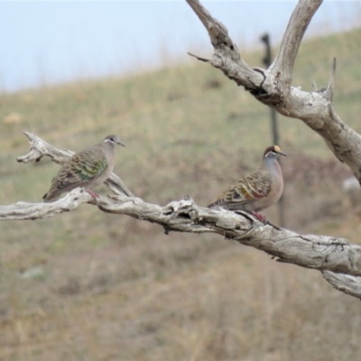 Phaps chalcoptera (Common Bronzewing) at Stromlo, ACT - 13 Jun 2018 by KumikoCallaway