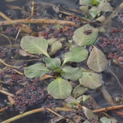 Ludwigia sp. (Water-primrose or water-purslane) at Campbell, ACT - 28 May 2018 by MichaelBedingfield