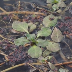 Ludwigia sp. (Water-primrose or water-purslane) at Jerrabomberra Wetlands - 28 May 2018 by michaelb
