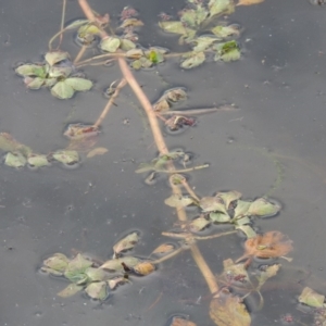 Ludwigia sp. at Campbell, ACT - 28 May 2018 05:45 PM