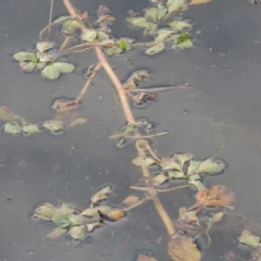 Ludwigia sp. at Campbell, ACT - 28 May 2018