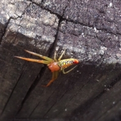 Arkys sp. (genus) (An Ambush, Bird-dropping or Triangular Spider) at Bournda, NSW - 8 Dec 2016 by Mia